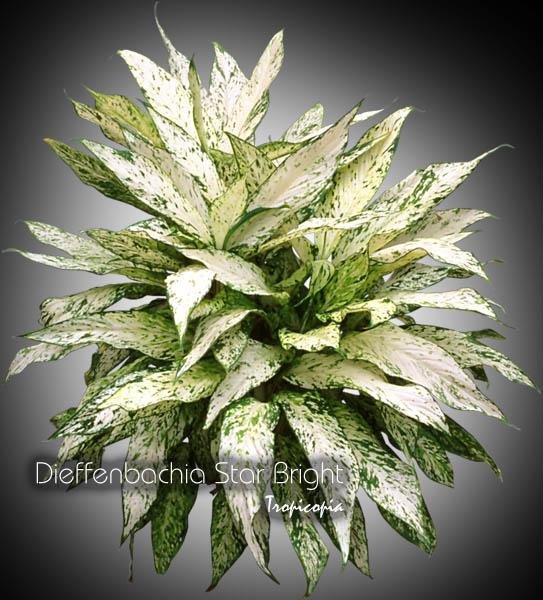 Dieffenbachia - Dieffenbachia 'Star Bright' - Dumcane